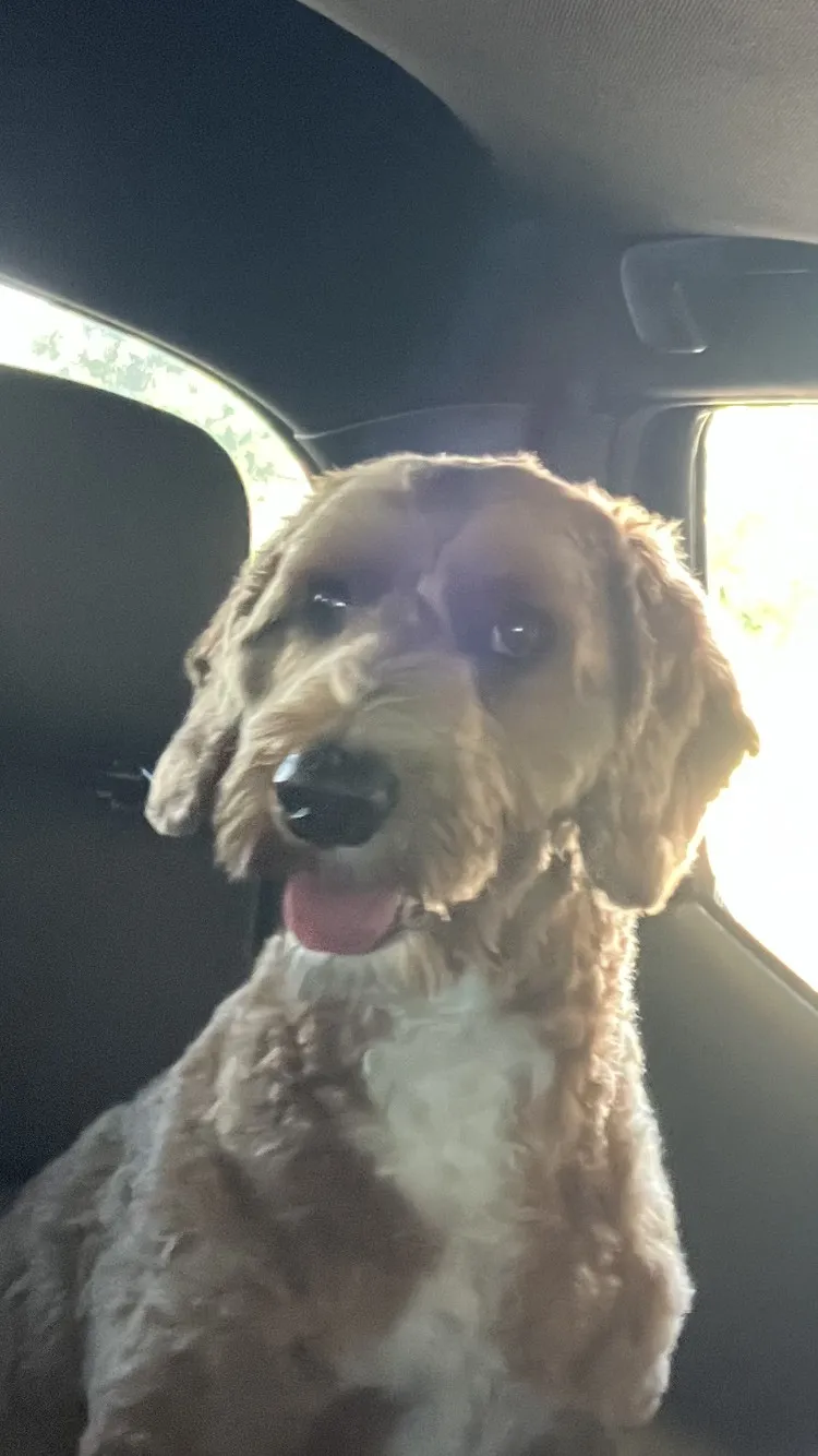 Cooper the dog