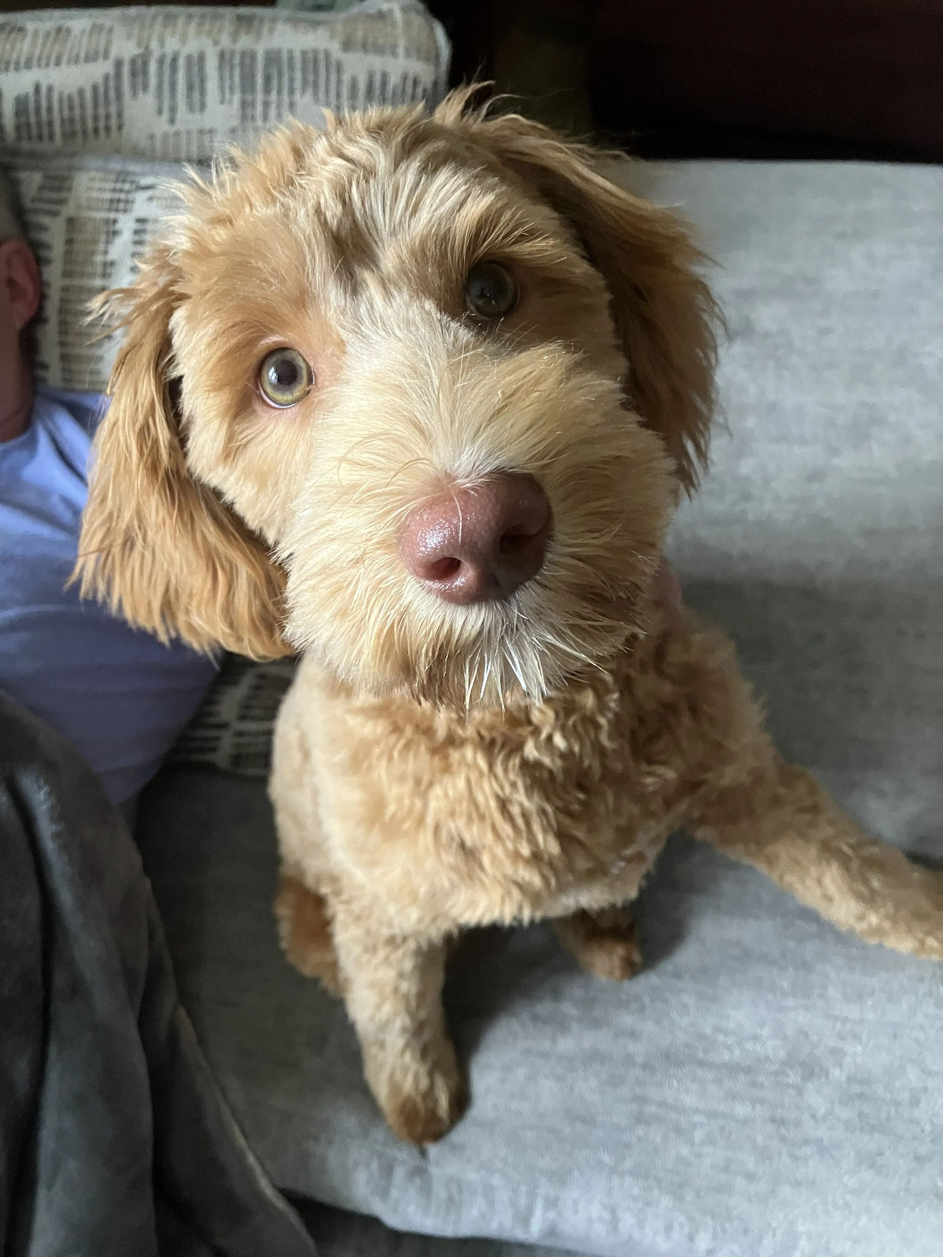 Finn the pup
